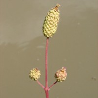 Coleus strobilifer (Roxb.) A.J.Paton